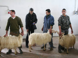 Mostra ovini