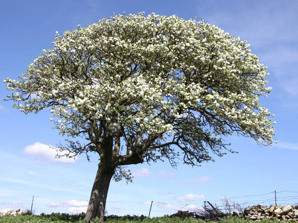 Campagna nuraghese