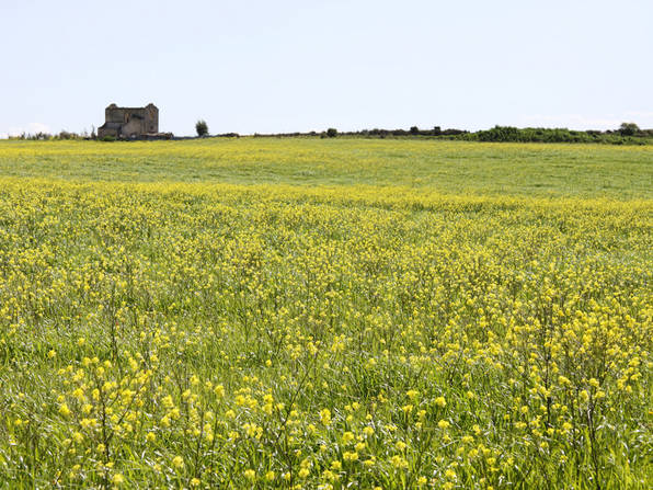 Campagna nuraghese