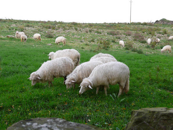 Pecore al pascolo